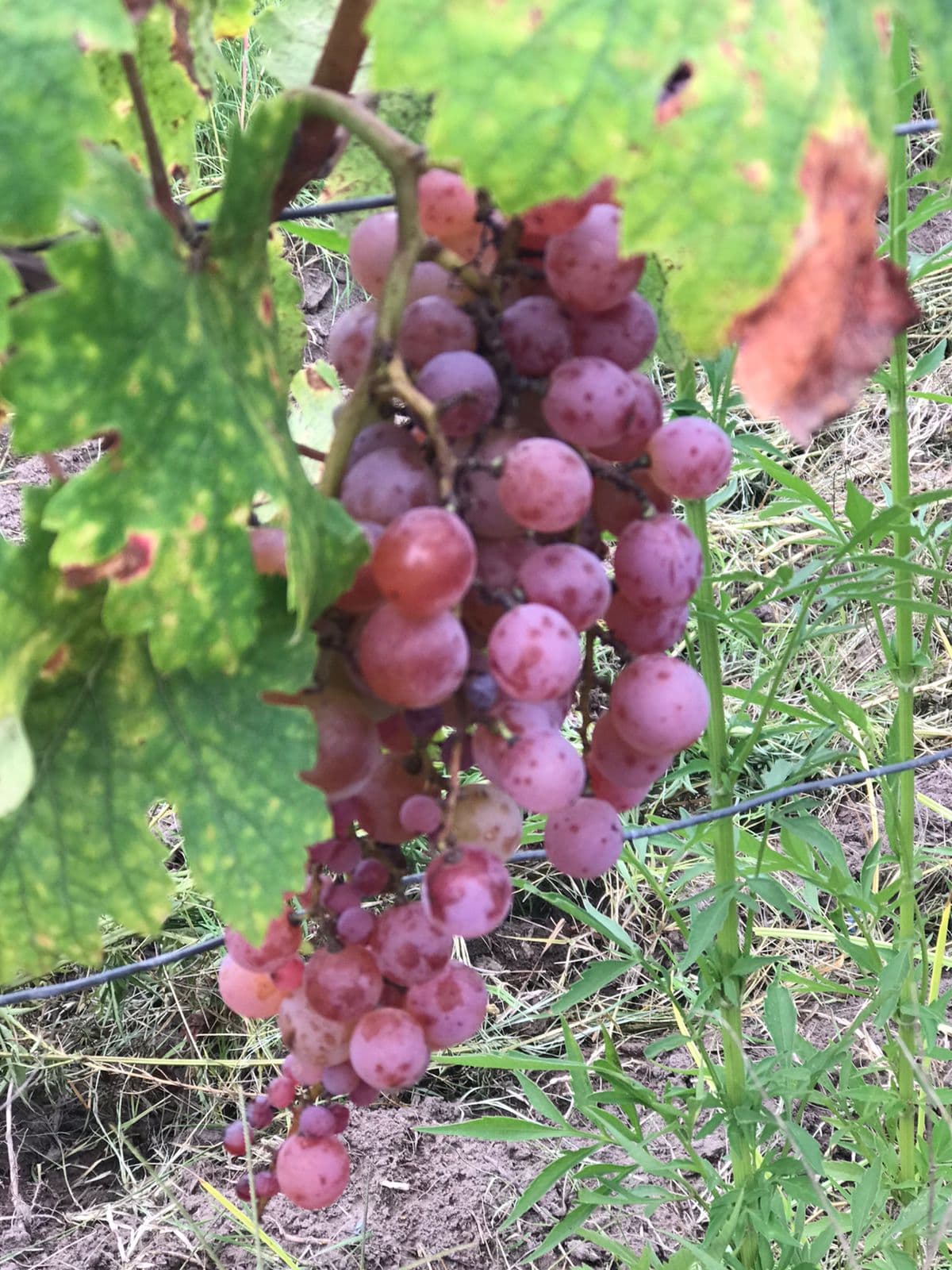 Finca agrícola en San Rafael | Producción + potencial de desarrollo